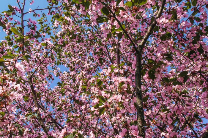 Kirsikkapuun kukinta, cherry blossom in Roihuvuori Helsinki