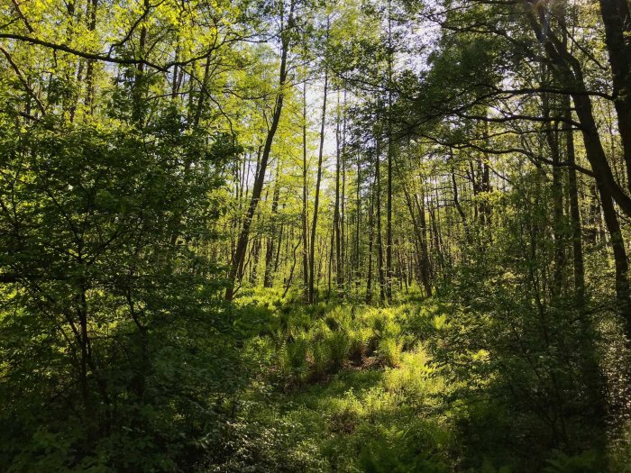 Metsää Herttoniemessä, Viikin luonnonsuojelualue, forest