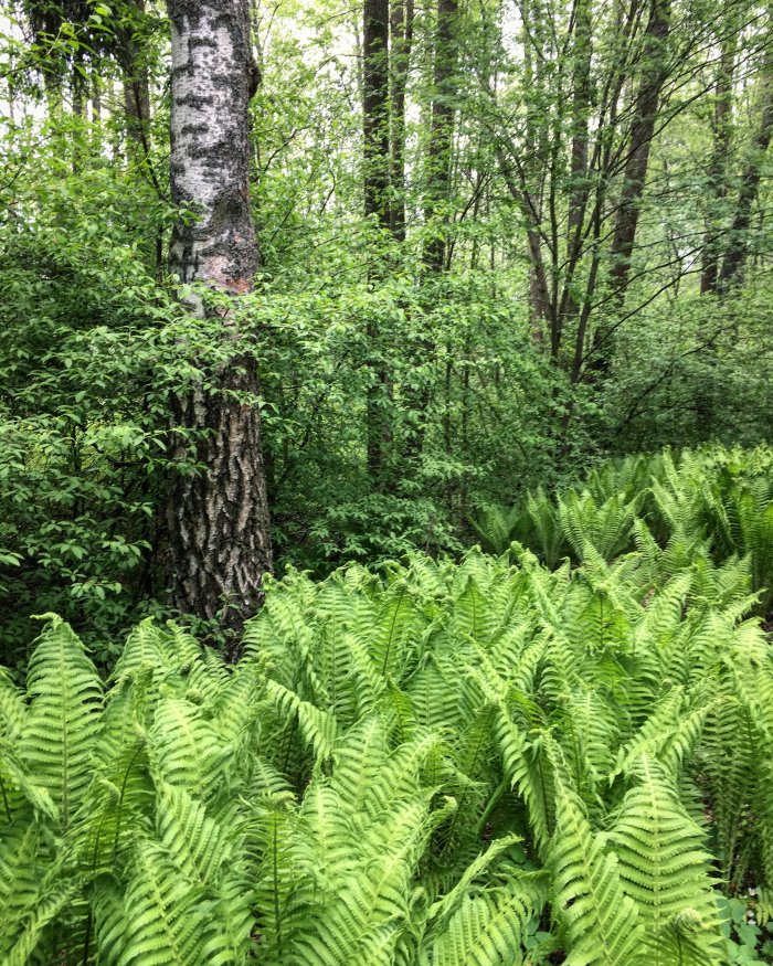 Saniaiset metsässä, fern